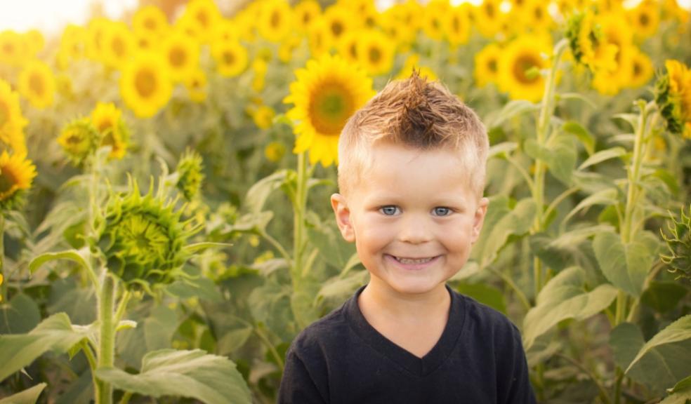 picture of a child in a field of sunflowers