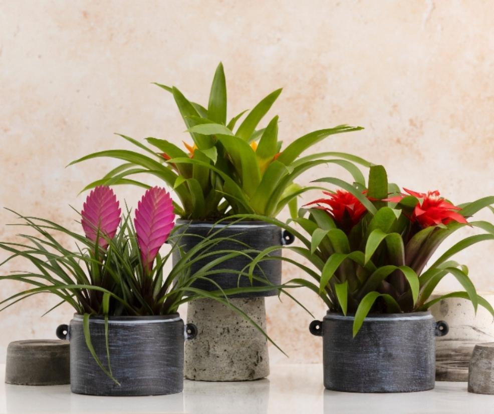 picture of Dobbies mothers day houseplants