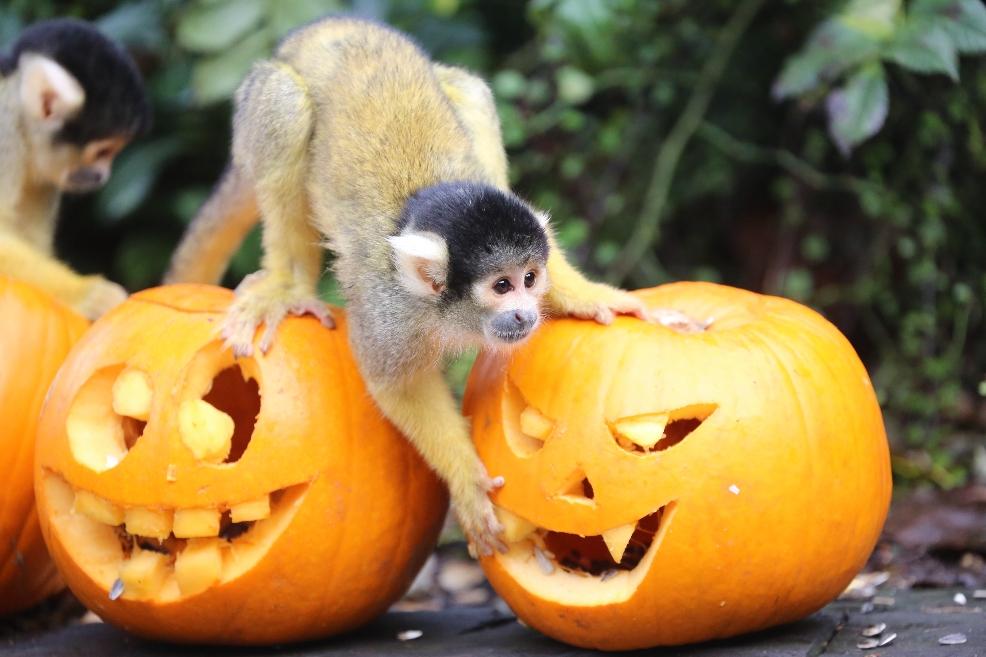 picture of Squirrel monkey at London Zoo