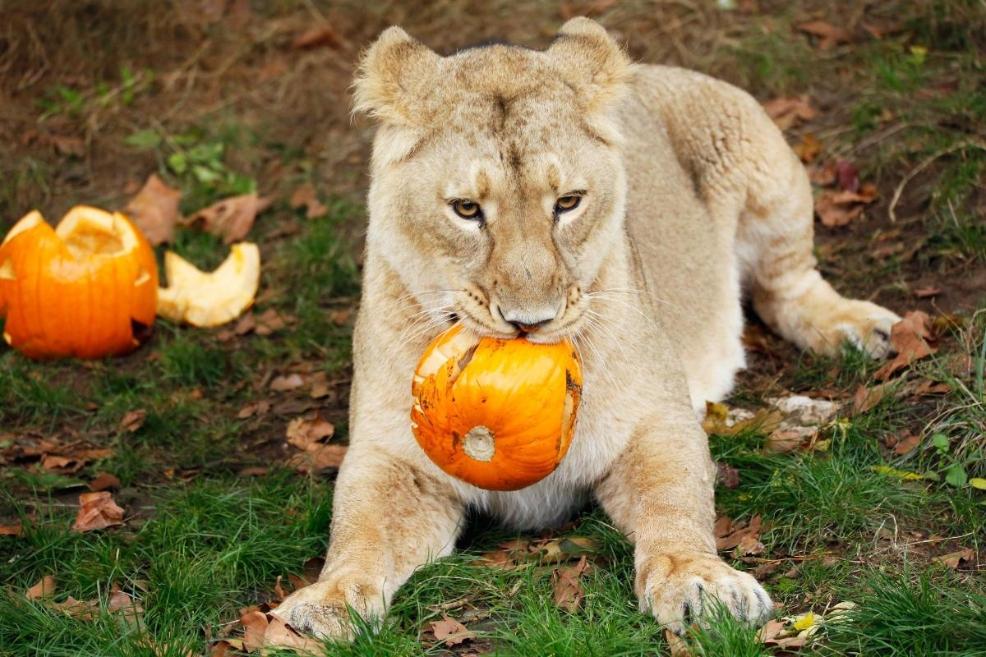 picture of Asiatic lion Arya at London Zoo