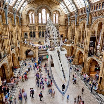 picture of the Hintze Hall at The Natural History Museum