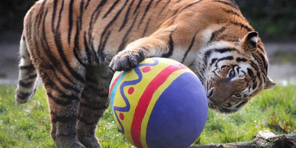 Easter holiday fun at ZSL Whipsnade Zoo | The Parenting Daily